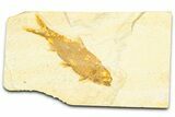 Detailed Fossil Fish (Knightia) - Wyoming #379447-1